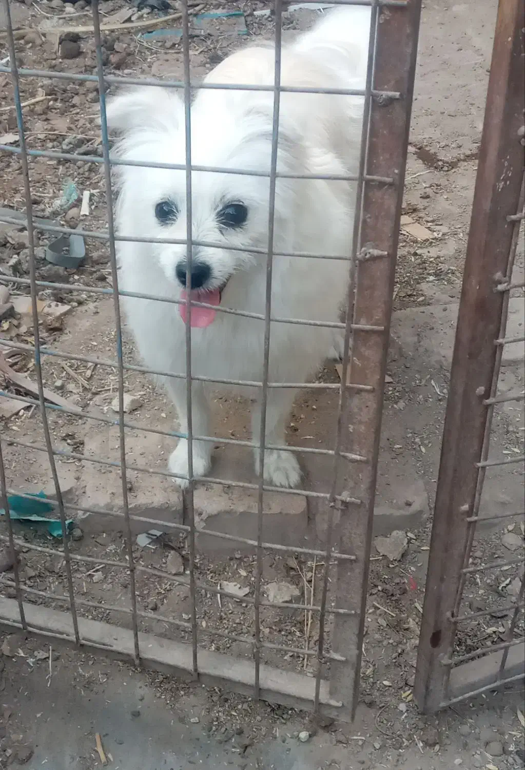 فروش سگ|سگ|نظرآباد, رسالت|دیوار