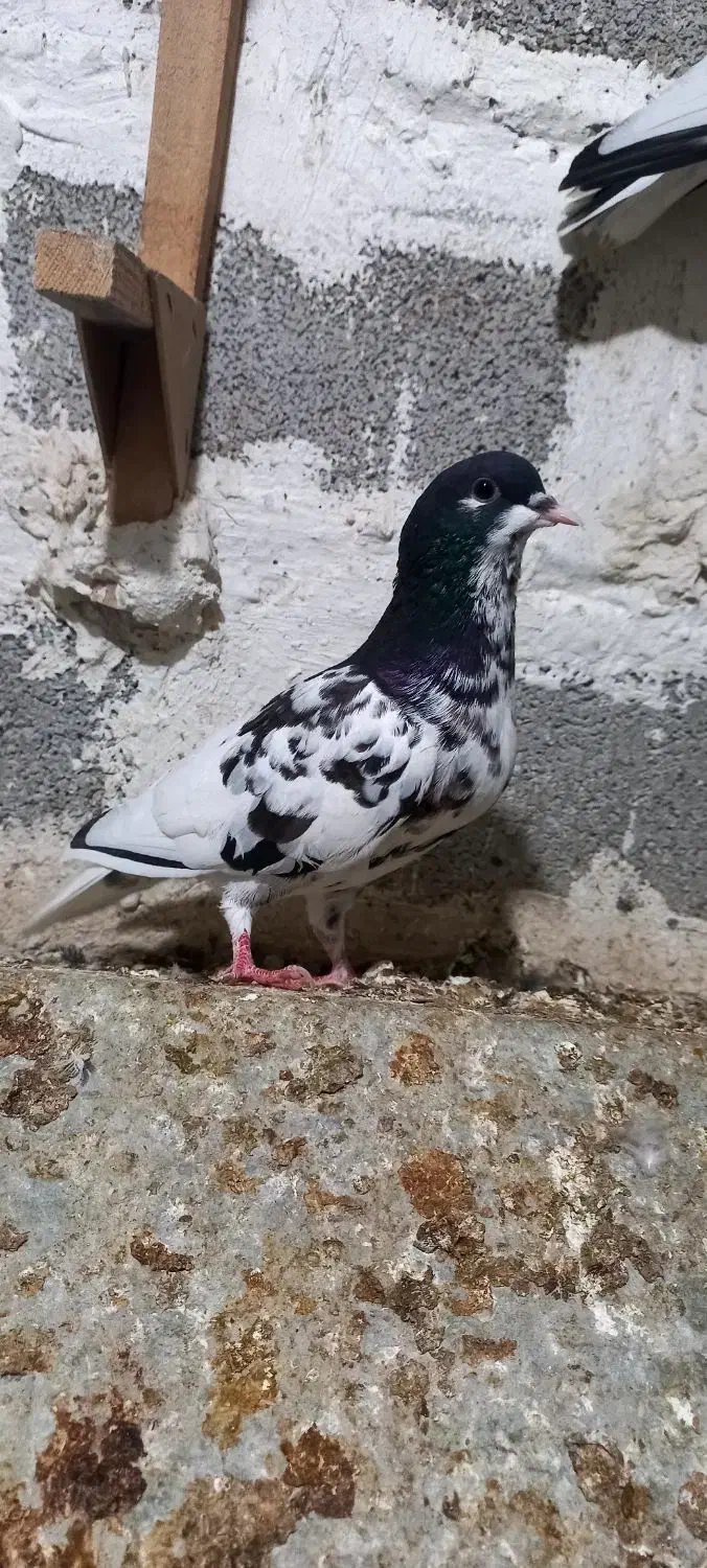 کبوتر یال گلدار|پرنده|نورآباد ممسنی, |دیوار