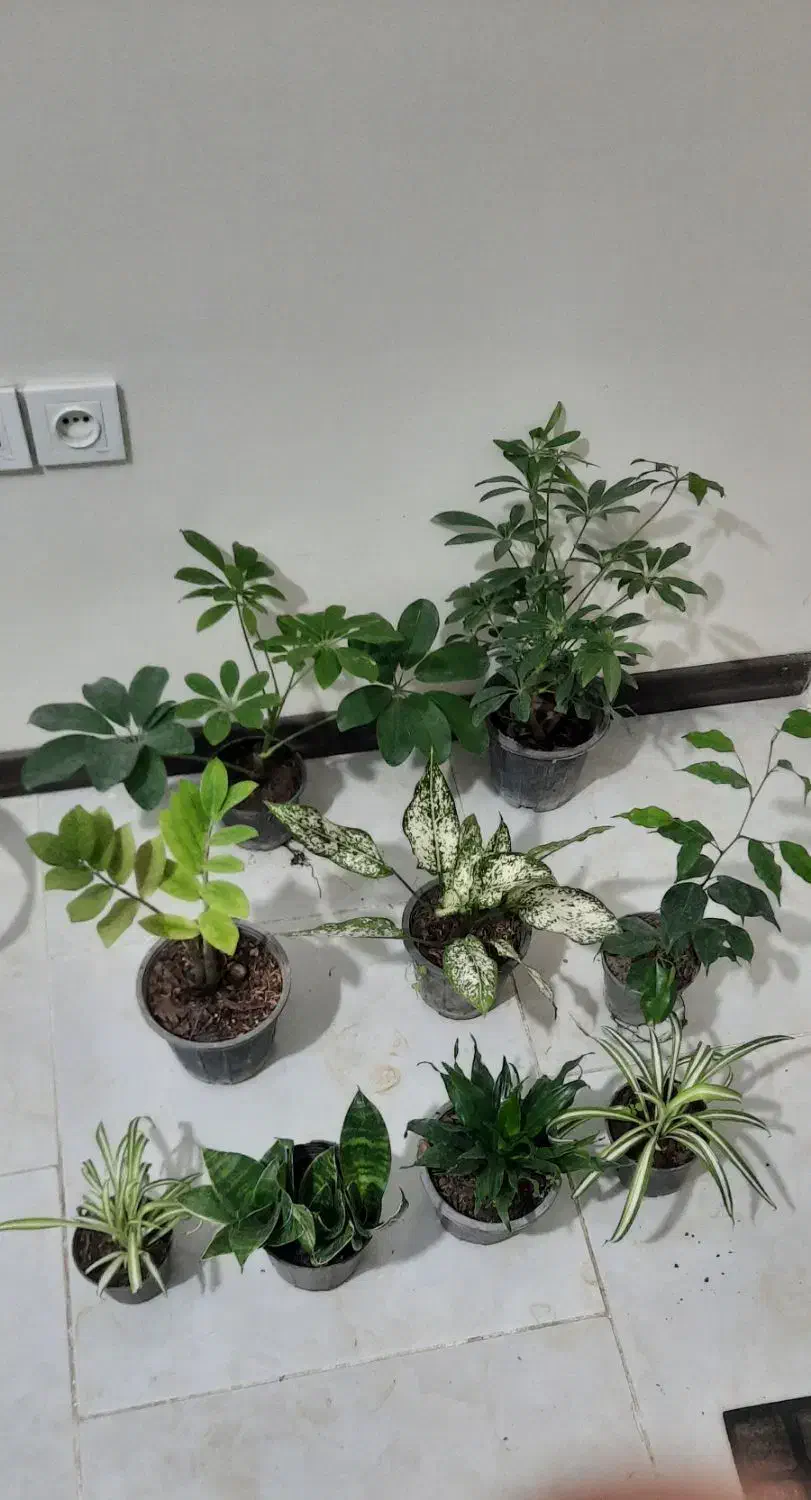 ۹ عدد گل فقط تا فردا|گل و گیاه طبیعی|کرج, باغستان|دیوار