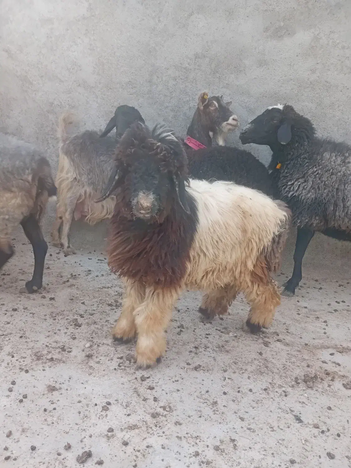 بره ماده سبک|حیوانات مزرعه|فیروزآباد (فارس), |دیوار