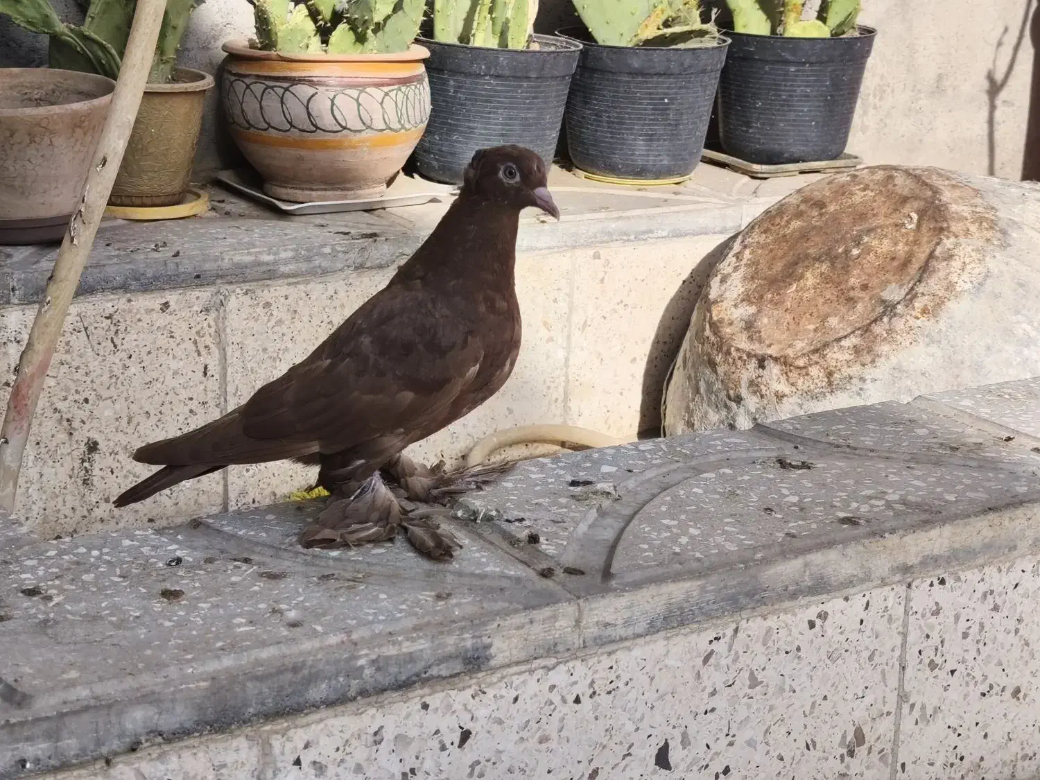 کبوتر راعبی جوونه|پرنده|جوین, |دیوار