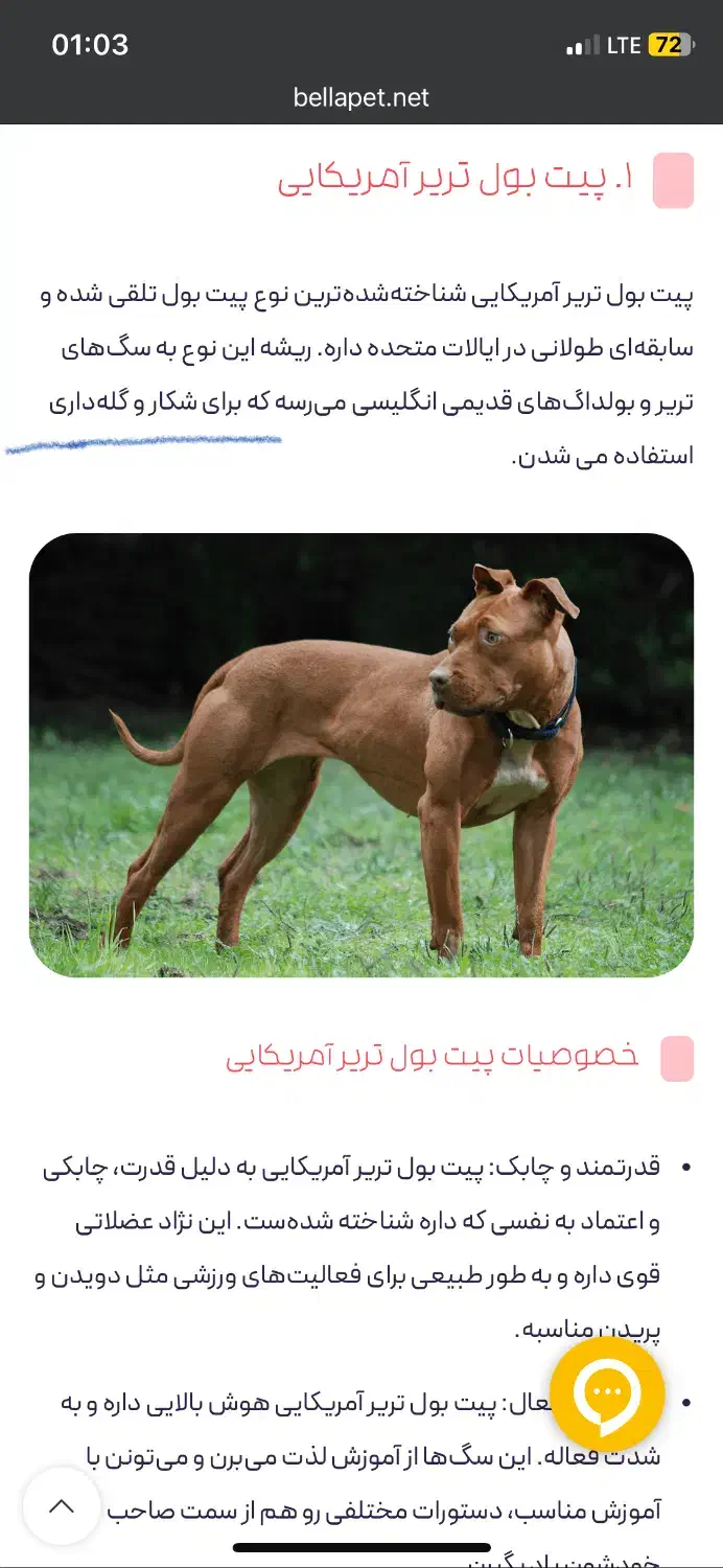 توله پیتبول شکاری|سگ|سقز, |دیوار