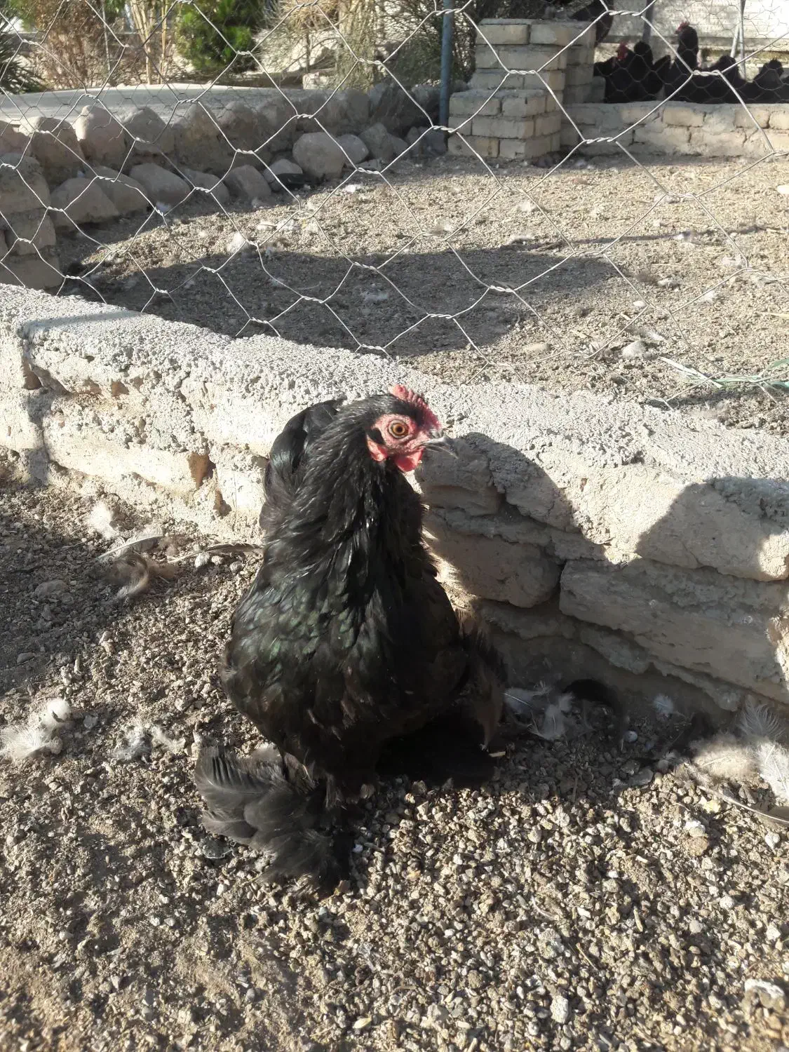 مرغ وخروس کوشین|حیوانات مزرعه|هشتگرد, شهرک گلخانه|دیوار