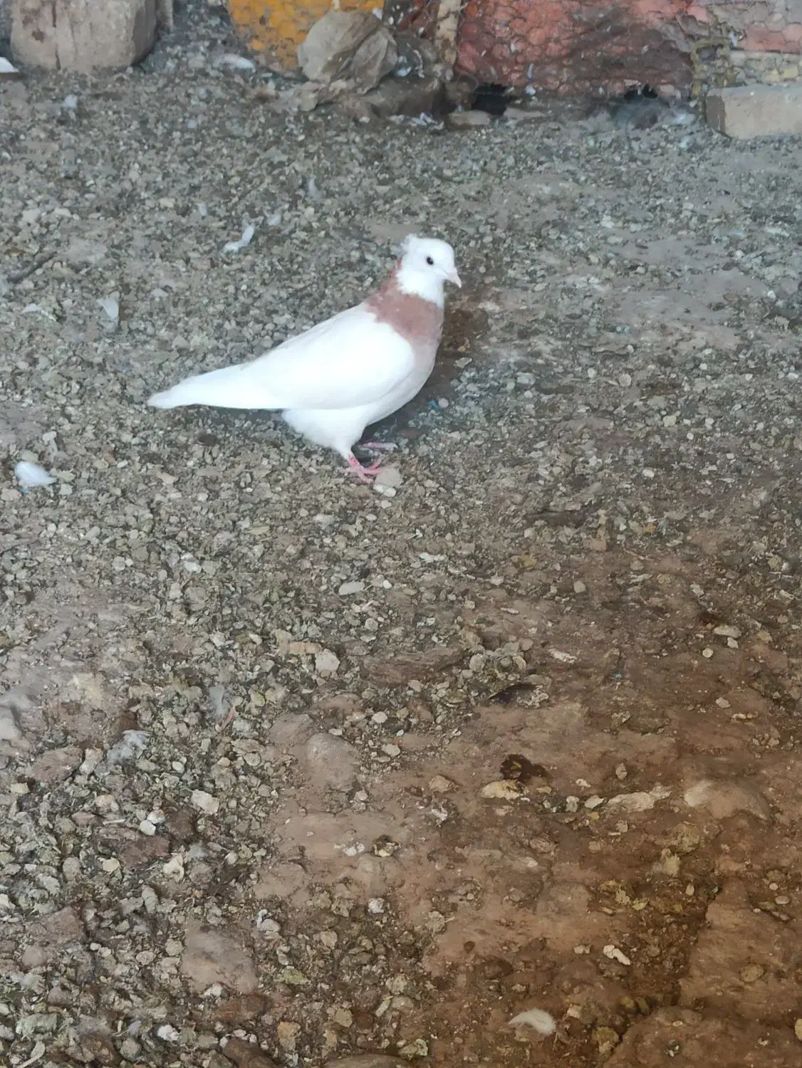 پرنده کفتر|پرنده|صدرا-فارس, فاز ۱|دیوار