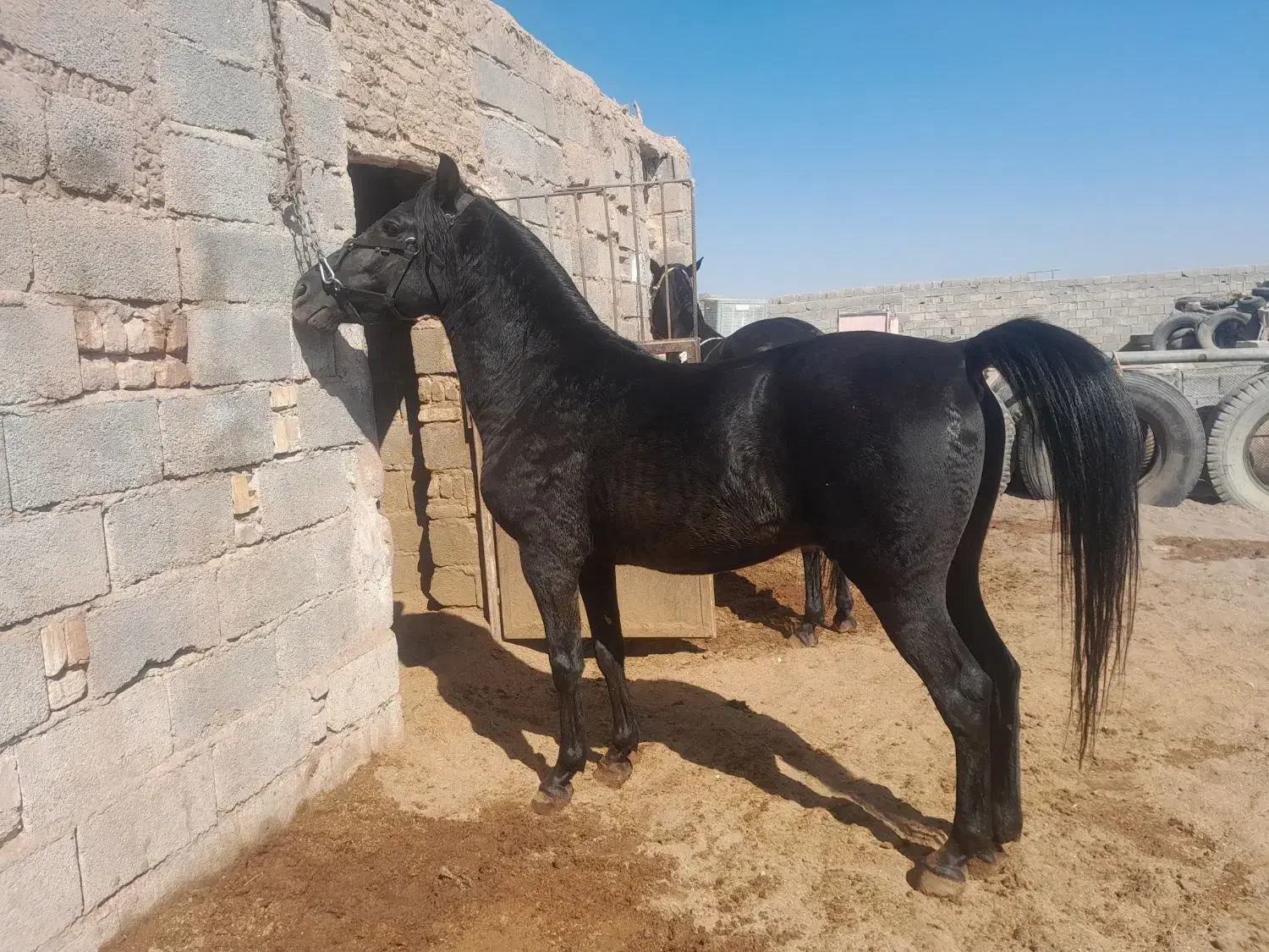 اسب نریون|اسب و تجهیزات اسبسواری|رفسنجان, |دیوار