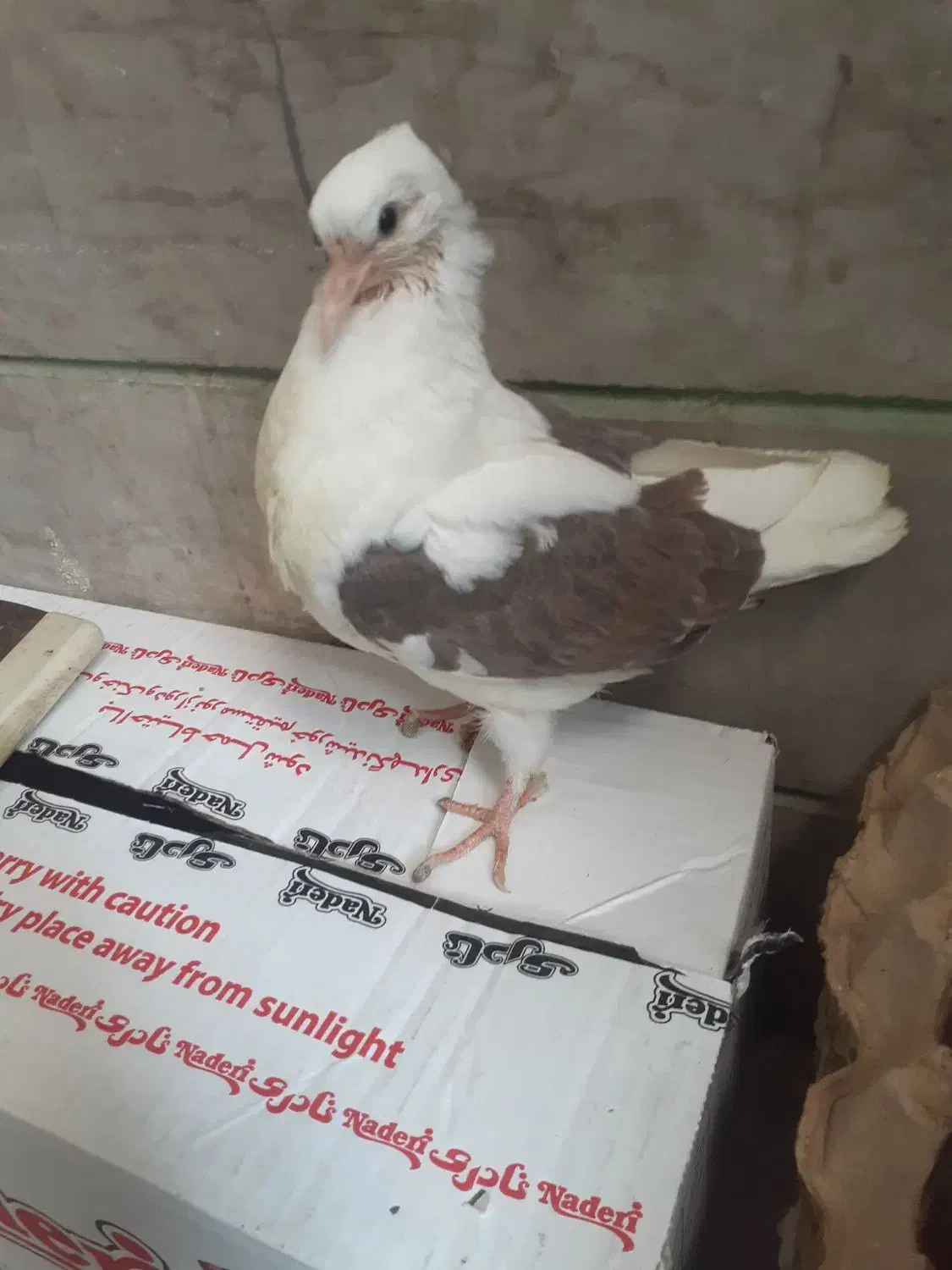 یک جوجه لکلوش تازه دان خور شده|پرنده|قم, نوبهار|دیوار