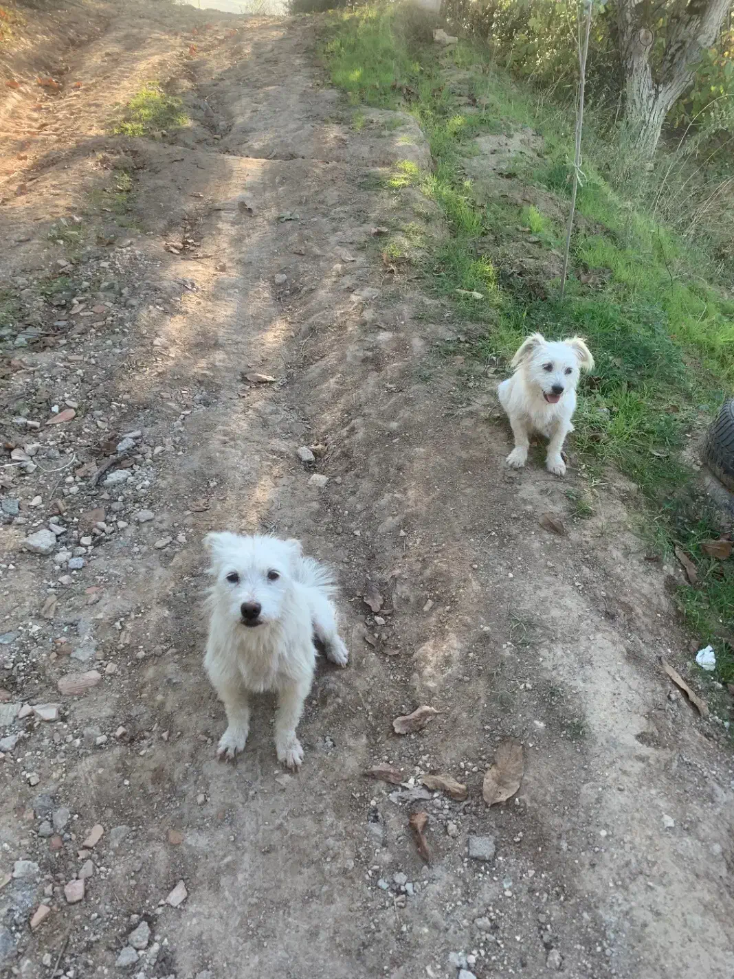 دو تا سگ ماده|سگ|رستمکلا, |دیوار