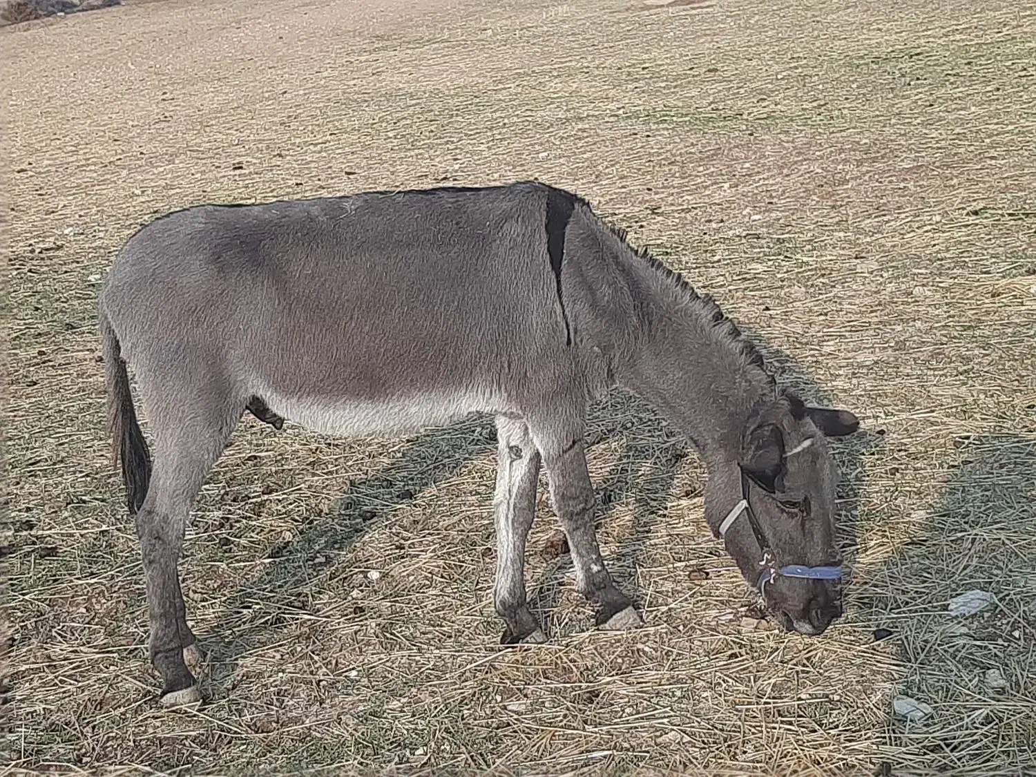 الاغ نر سالم وباربر|حیوانات مزرعه|جوانرود, |دیوار