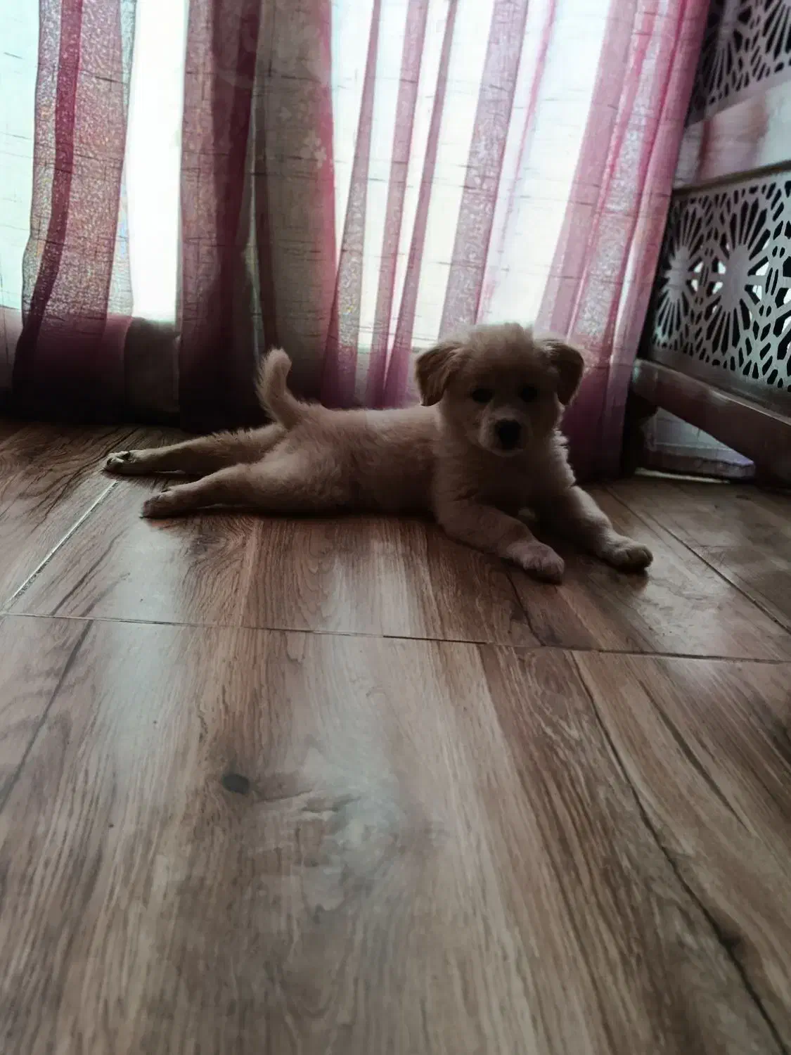 سگ پاپی بازی گوش|سگ|اصفهان, جلالیه|دیوار