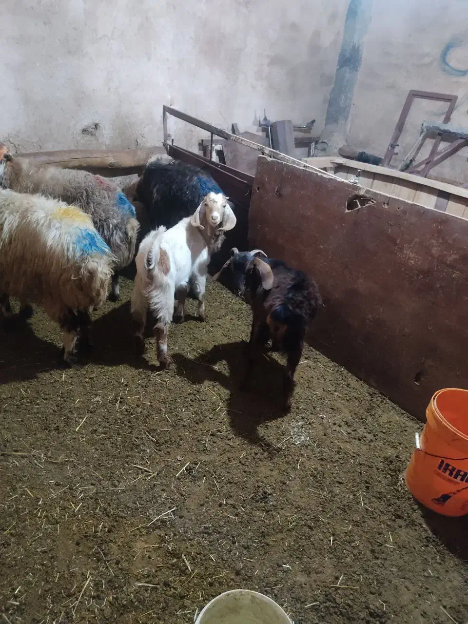 گوسفند فروشی|حیوانات مزرعه|بروجرد, |دیوار