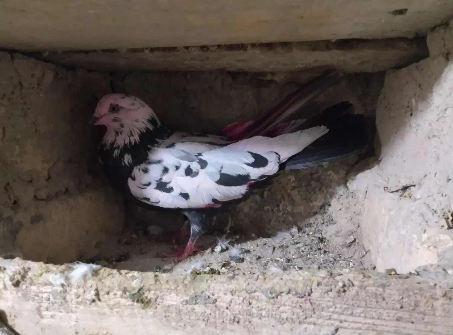 کبوتر|پرنده|زرندیه, |دیوار