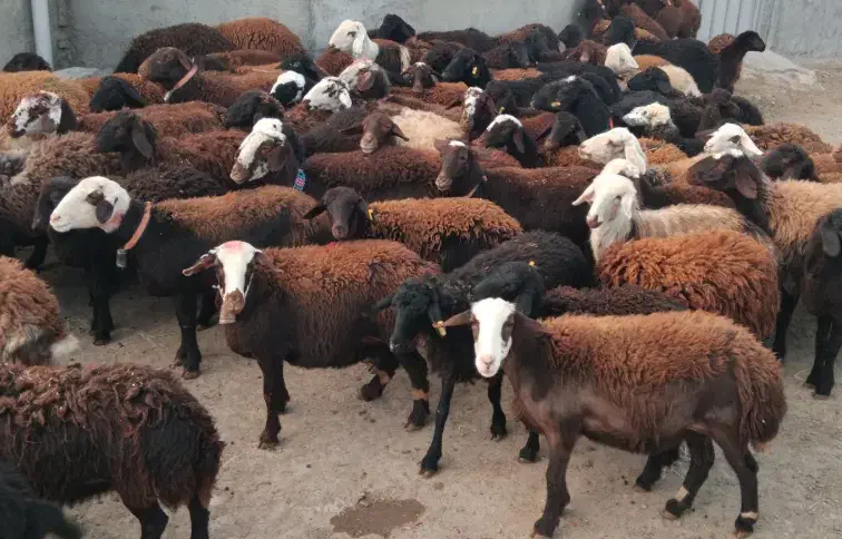 گوسفند شیشک|حیوانات مزرعه|سیلاخور, |دیوار