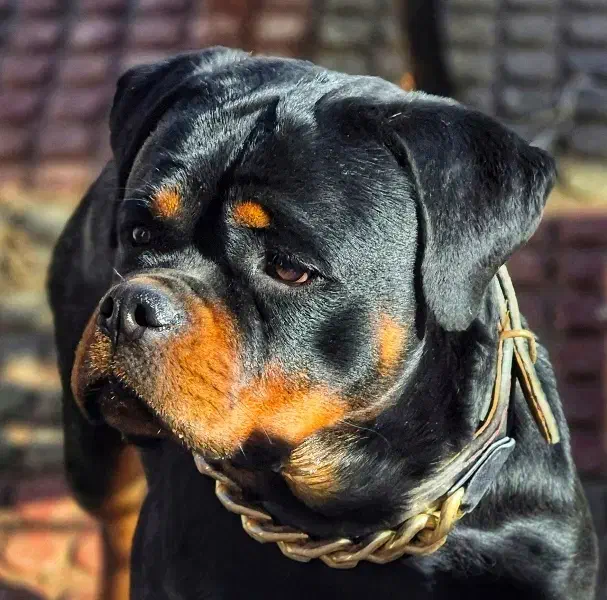 روتوایلر ماده|سگ|تهران, فرودگاه مهرآباد|دیوار