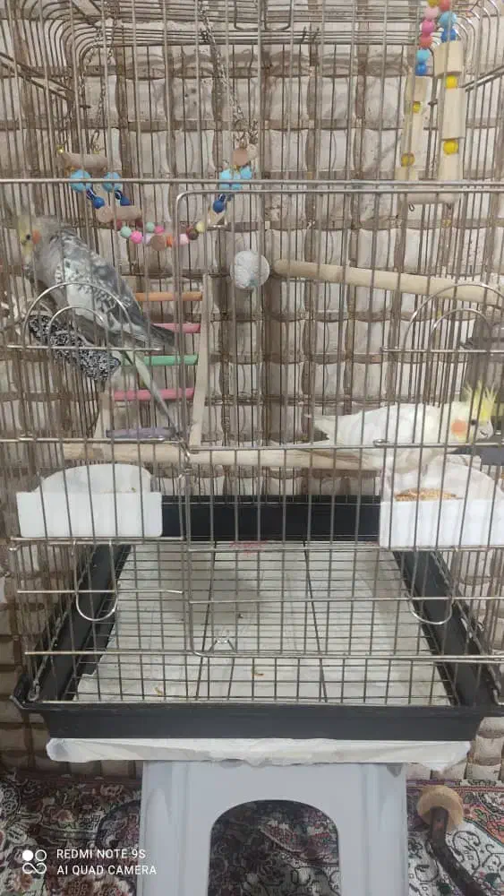 حیوانات|پرنده|شهر ری, سیزده آبان|دیوار