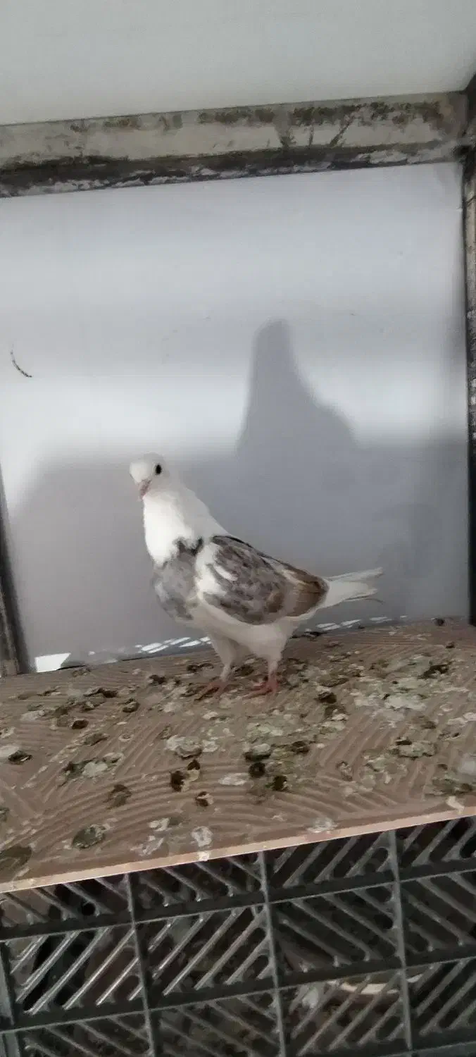 کبوتر|پرنده|ایوان, |دیوار