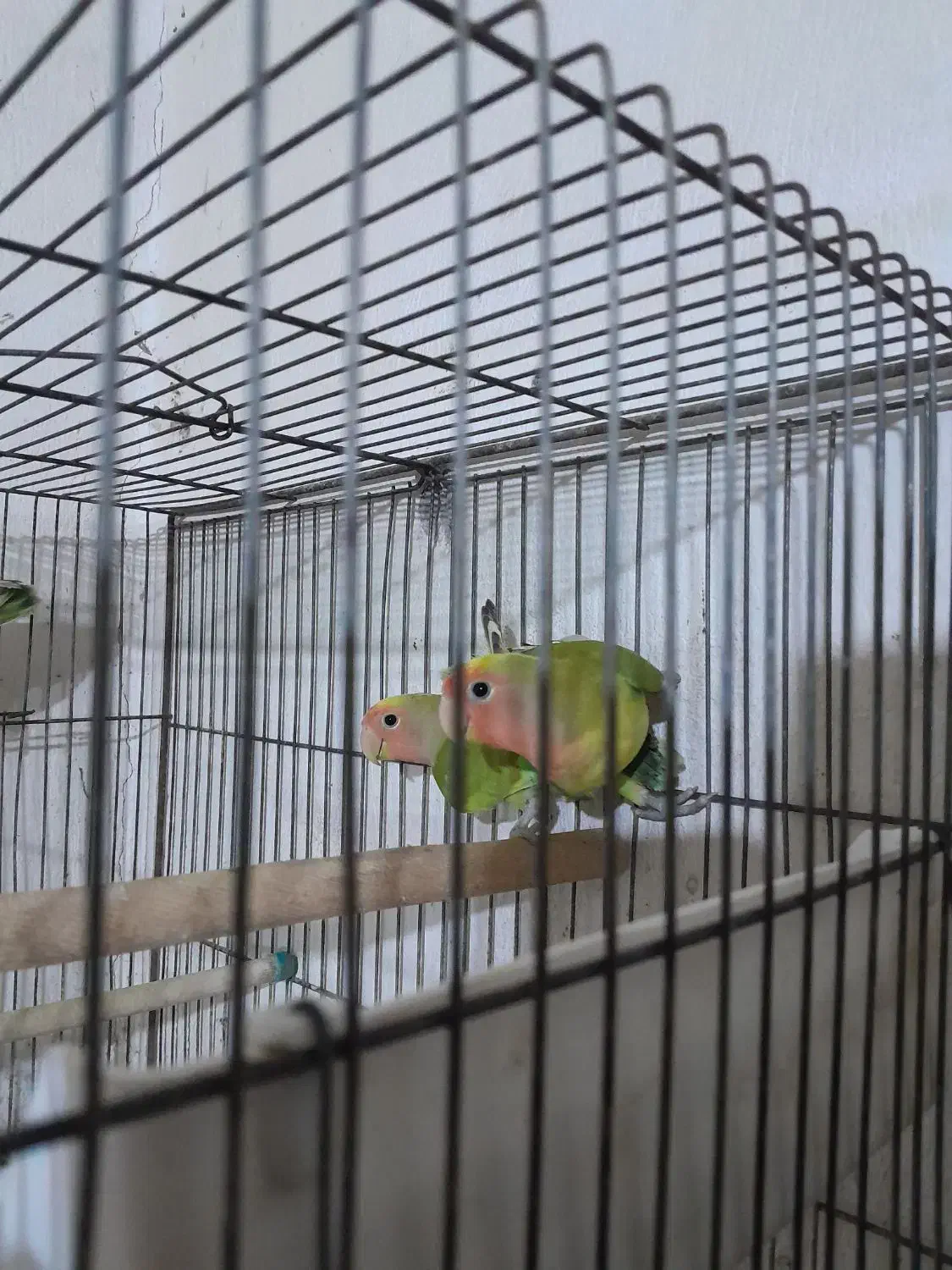 فنچ وطوطی برزیلی|پرنده|رشت, کوی حسینی|دیوار