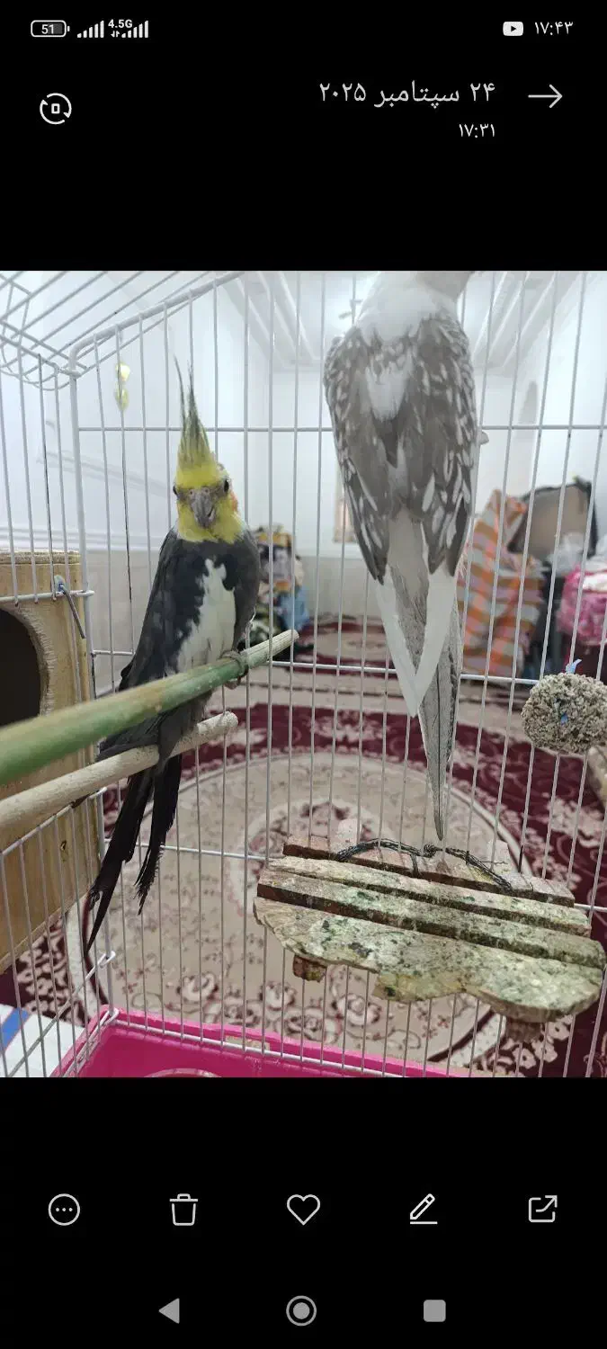 عروس هلندی|پرنده|لامرد, |دیوار