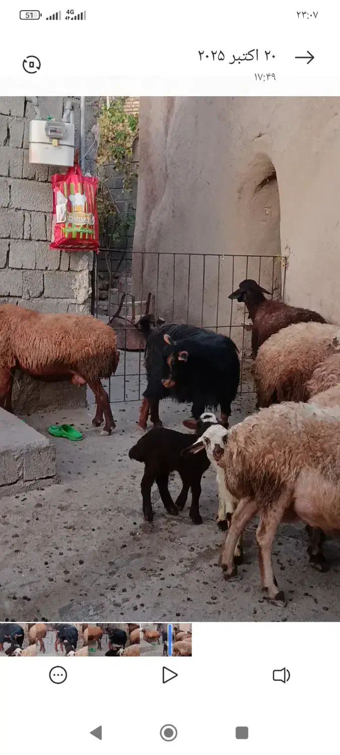 بز گمشده|حیوانات مزرعه|موچش, |دیوار