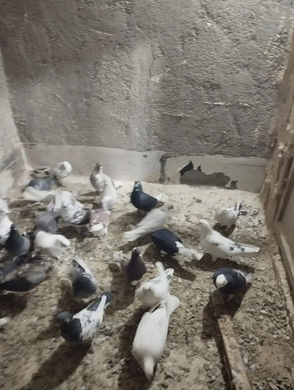 کبوتر|پرنده|گلستان (تهران), |دیوار