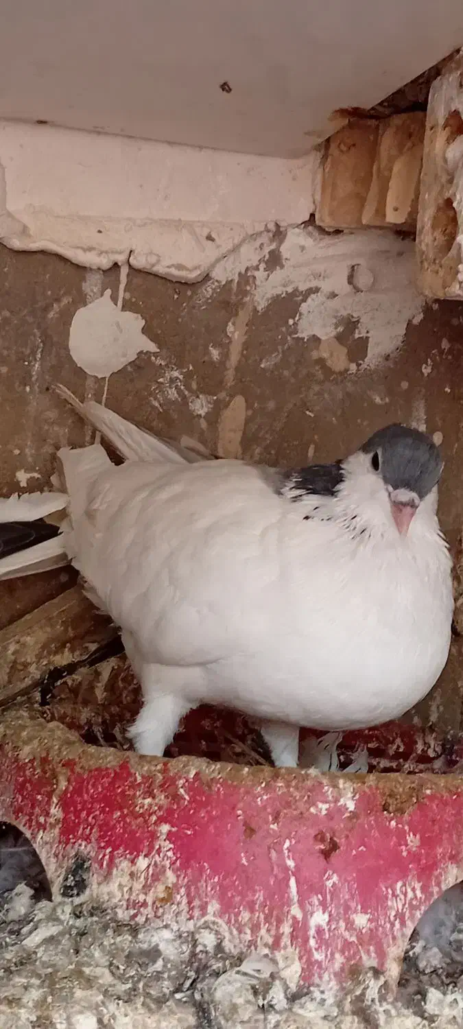 کبوتر|پرنده|شوشتر, |دیوار