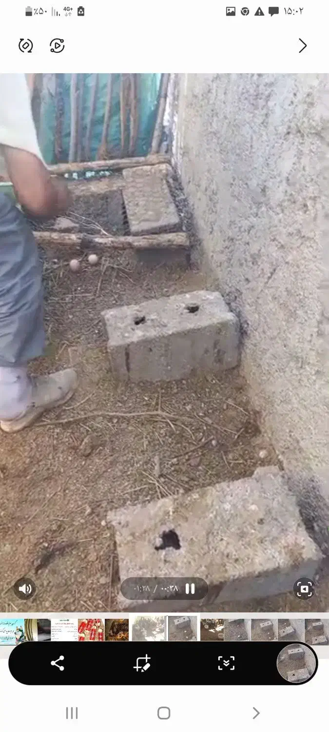 فروش تخم مرغ محلی نطفه دار،مرغ تخمگذار، کود مرغی|حیوانات مزرعه|زنجان, |دیوار