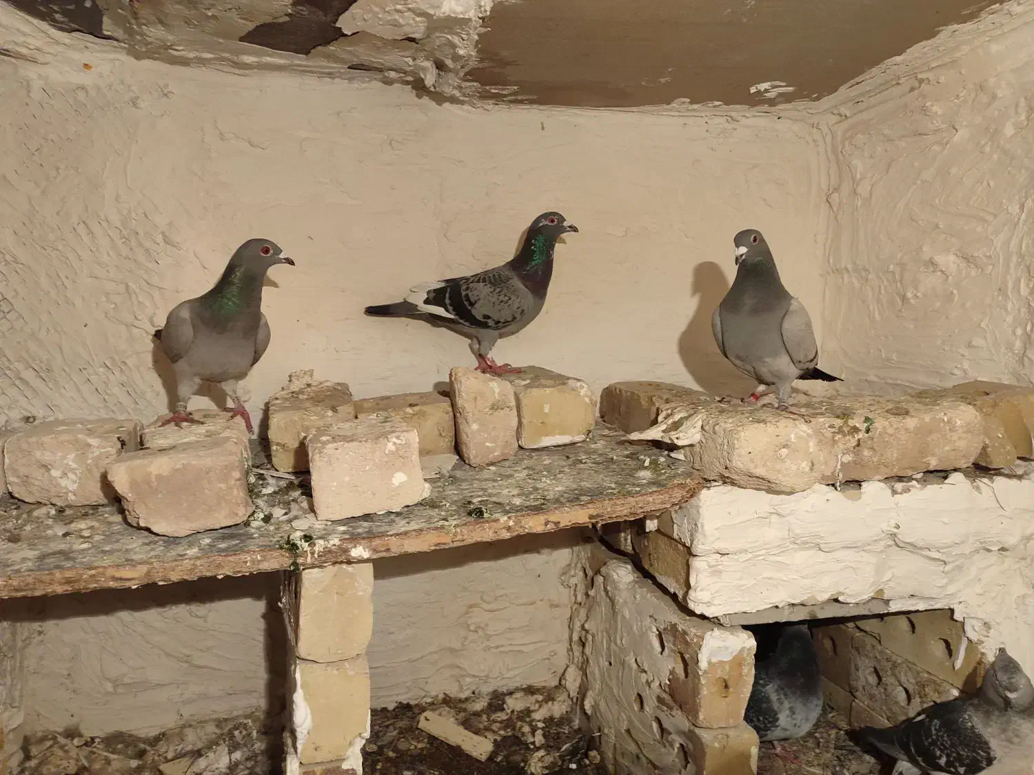 قره|پرنده|خواف, |دیوار