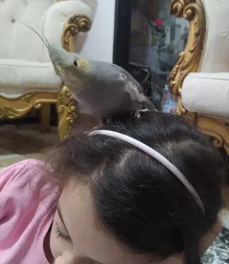 عروس هلندی دوماهه|پرنده|رشت, جانبازان|دیوار