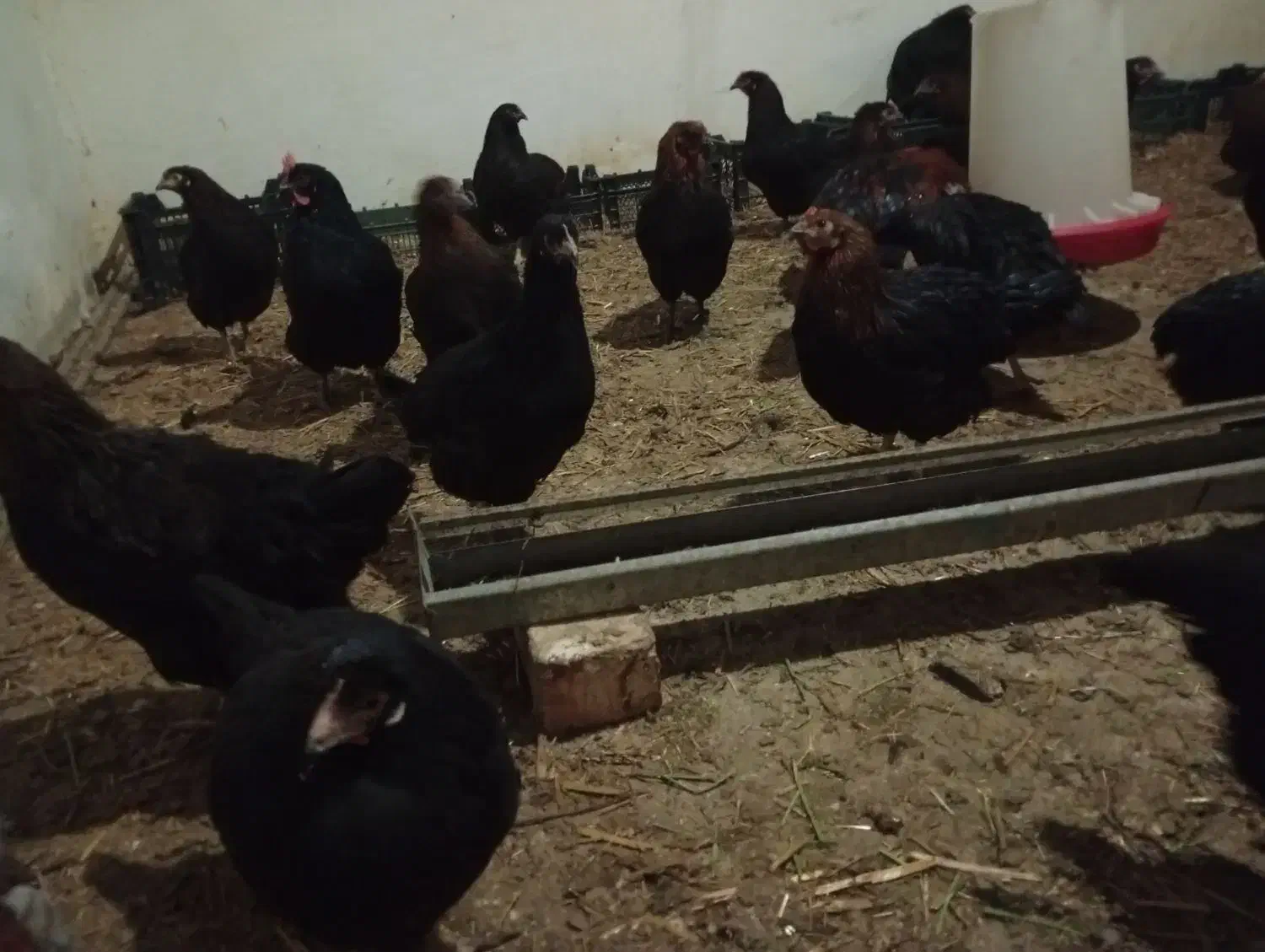 مرغ رسمی|حیوانات مزرعه|جعفرآباد, |دیوار