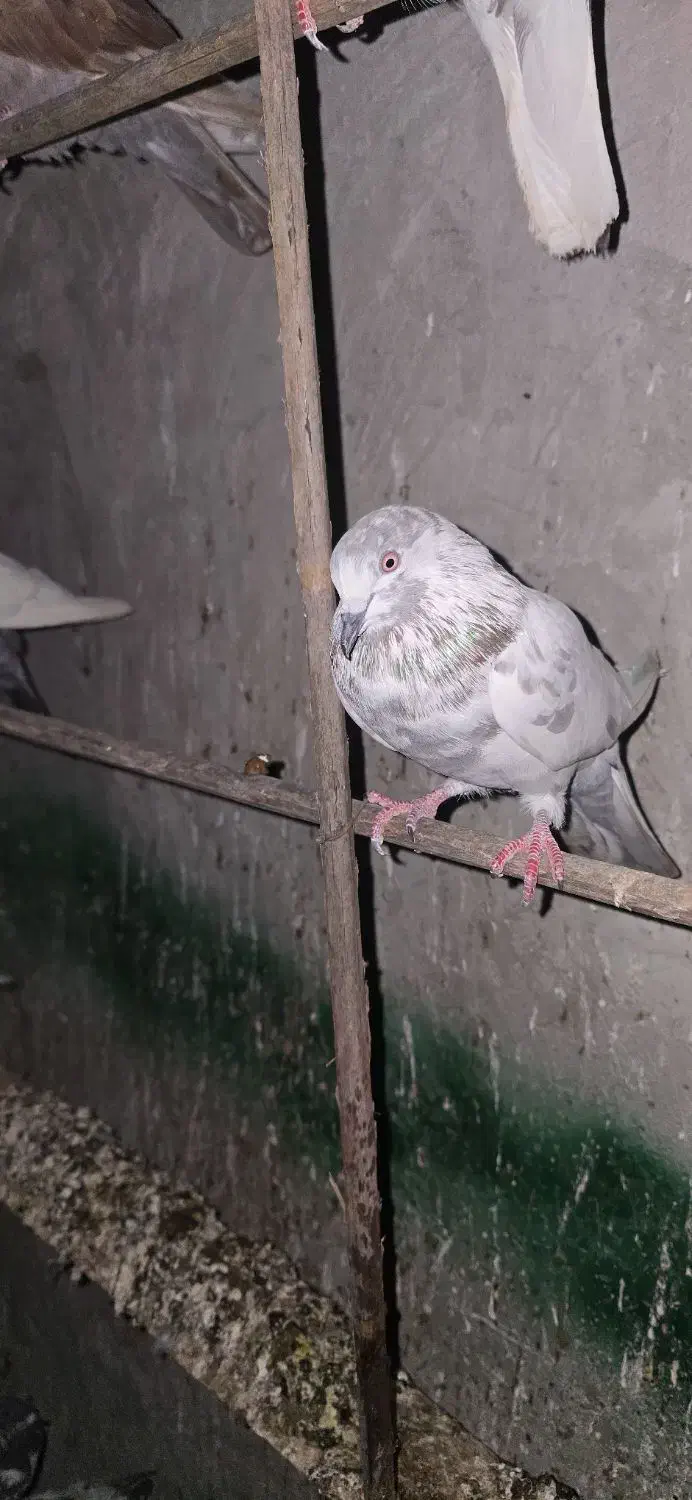 ایرانی پرشی|پرنده|میناب, |دیوار