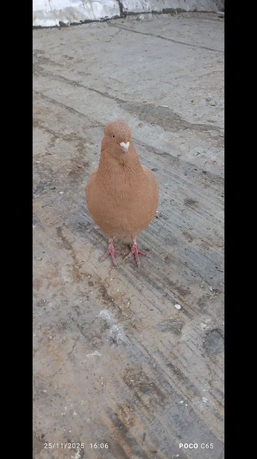 8 طوق کبوتر|پرنده|فردیس, فردیس|دیوار