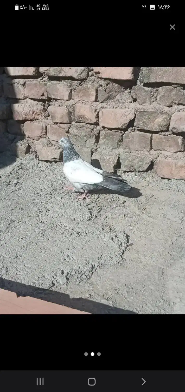 کفتر|پرنده|ایرانشهر, |دیوار