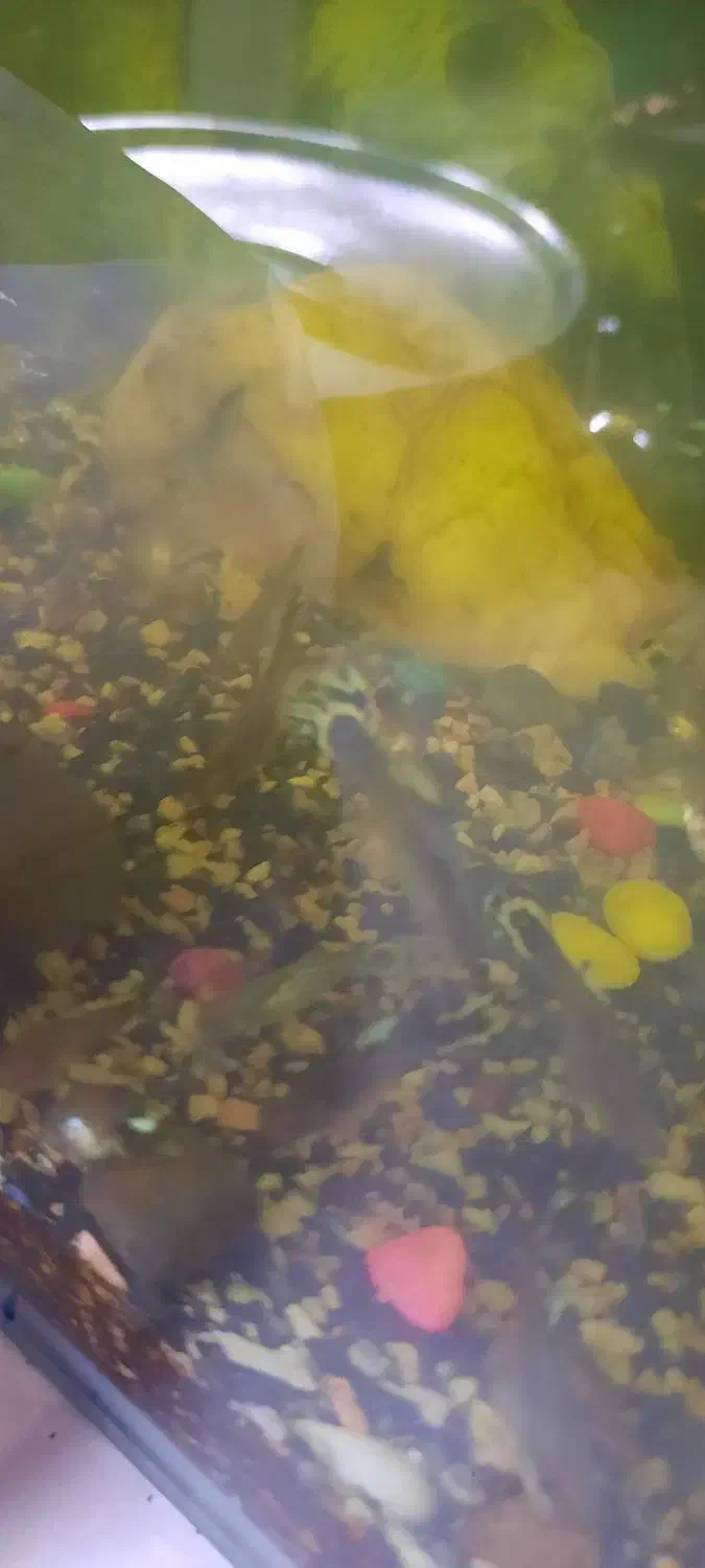 ماهی گوپی، گپی|ماهی|مشهد, راه آهن|دیوار