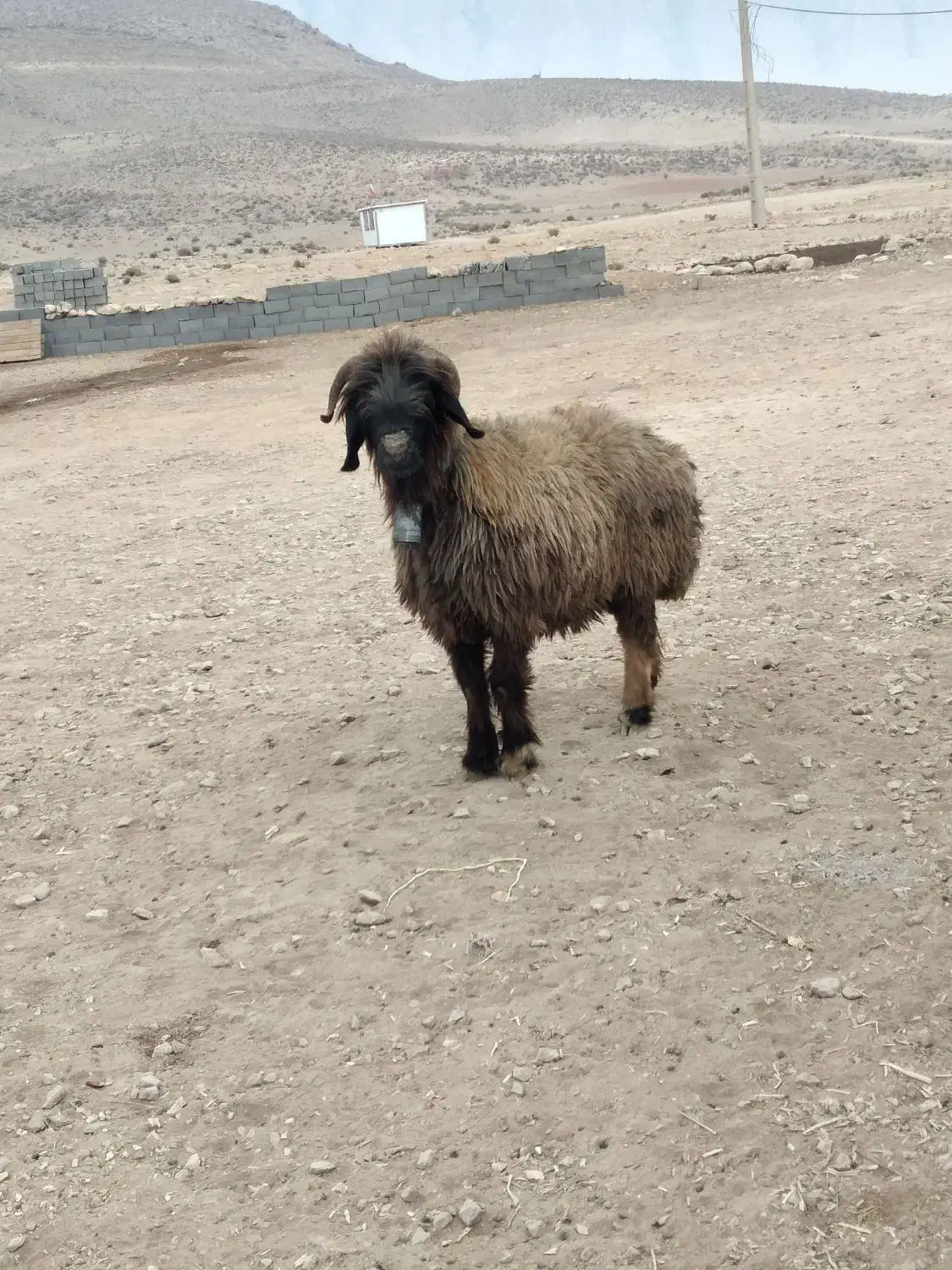 میش دوبر بختیاری|حیوانات مزرعه|شیراز, محمدیه|دیوار