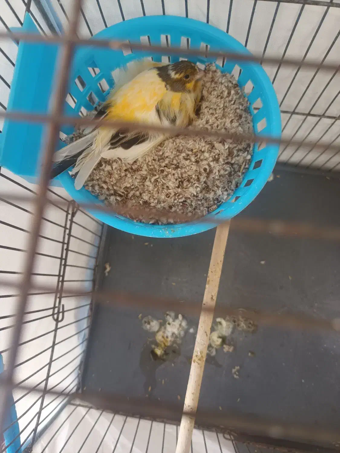 قناری نرو ماده|پرنده|هشتگرد, قاسم آباد بزرگ|دیوار