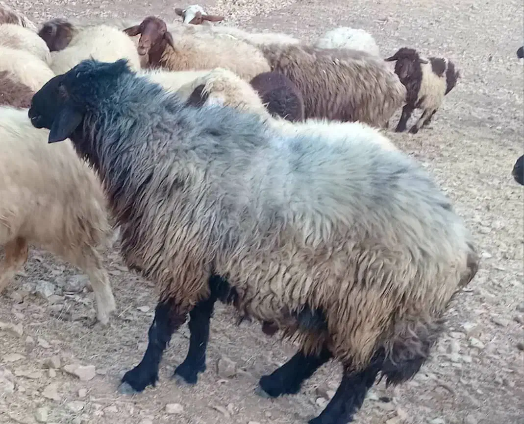 گوسفند جهت فروش|حیوانات مزرعه|لوداب, |دیوار