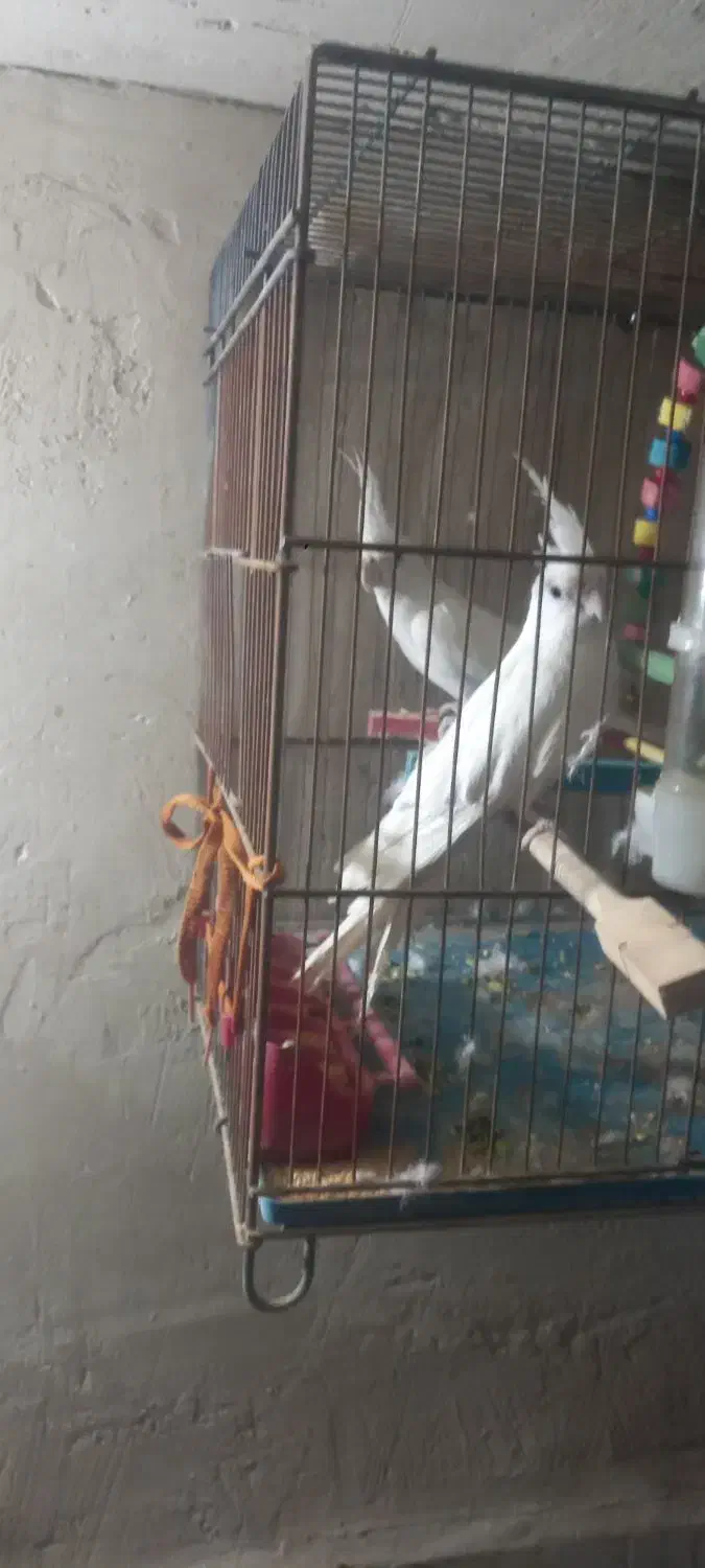 عروس هلندی|پرنده|مرند, |دیوار