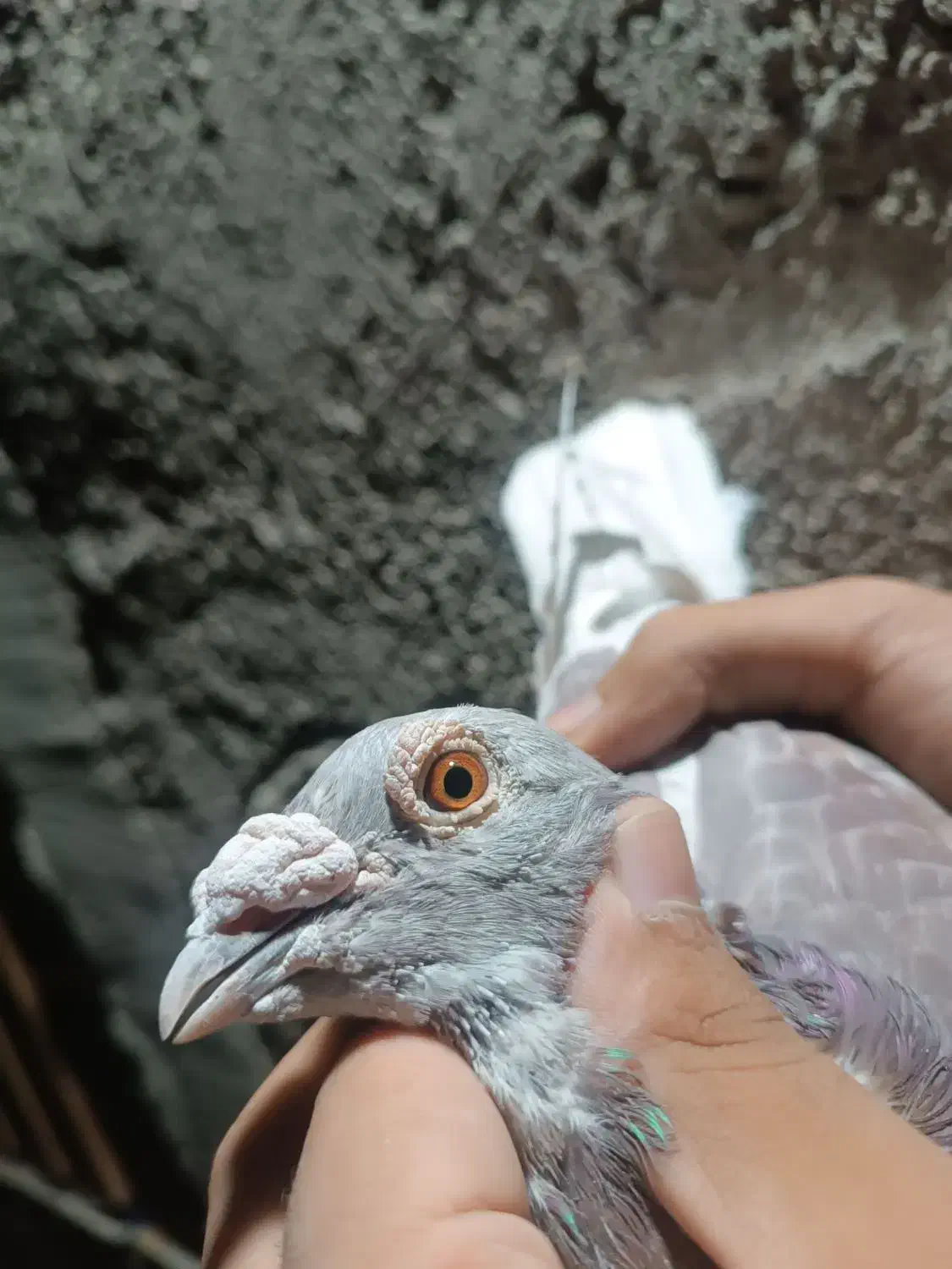 جفت نر بورمگس|پرنده|جزنیک, |دیوار