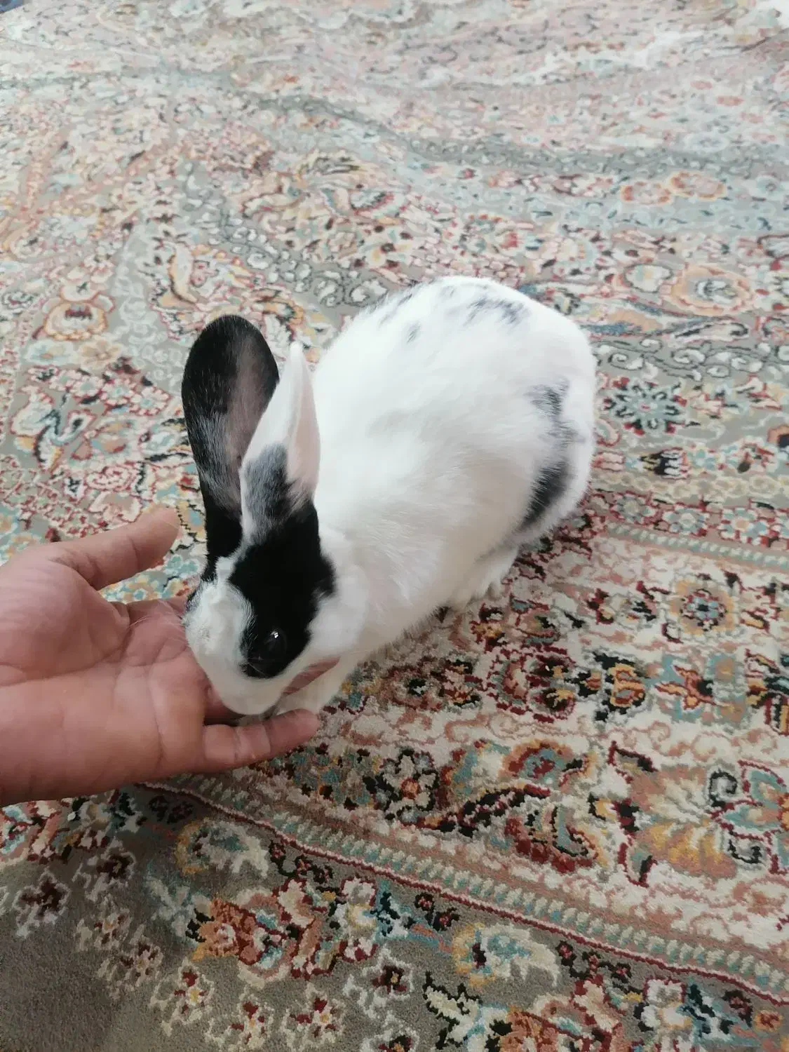 خرگوش اهلی|موش و خرگوش|آبادان, |دیوار