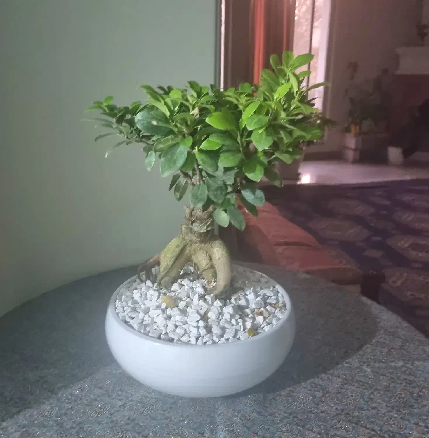 گل و گیاه طبیعی|گل و گیاه طبیعی|تهران, امانیه|دیوار