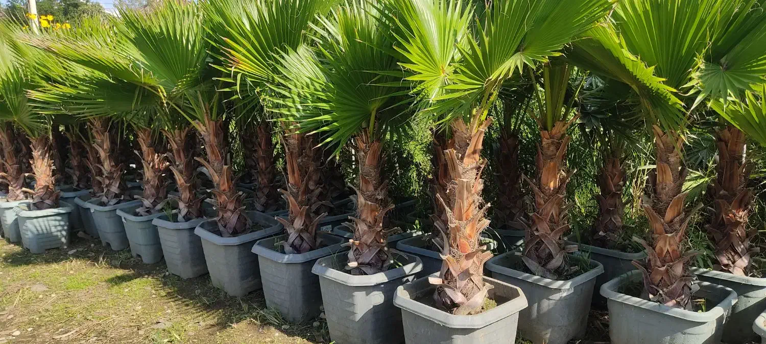 کامیس نکدار ، پالم ، فوتونیا ، یاس ، شمشاد|خدمات باغبانی و درختکاری|کلاچای, |دیوار