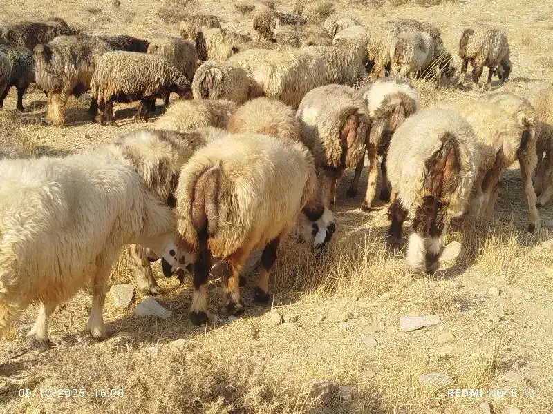 52راس گله میش آبستن وبردار ترکی|حیوانات مزرعه|شیراز, محمدیه|دیوار