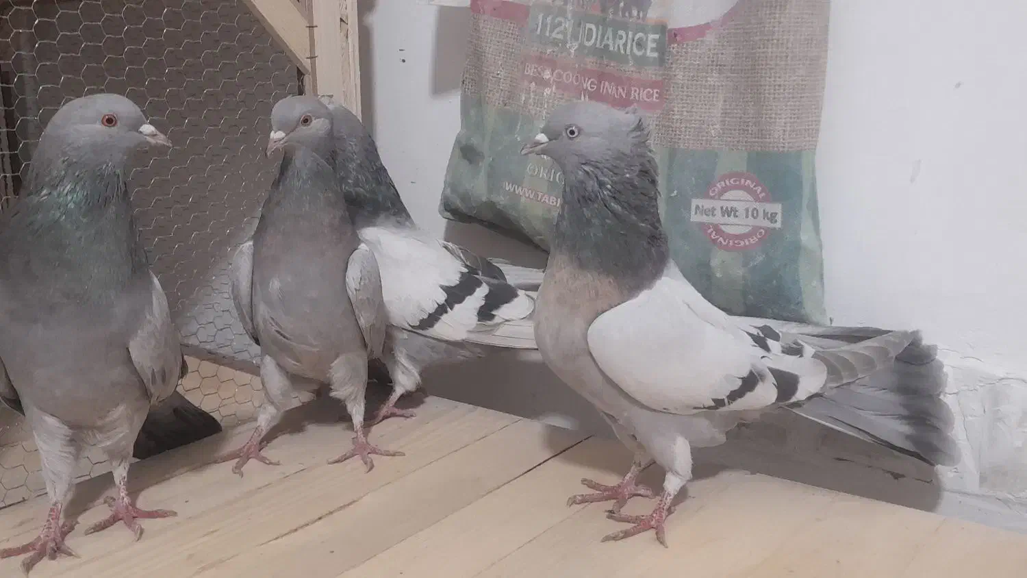 کبوتر اصفهانی خاکی کاغذی|پرنده|برخوار, |دیوار