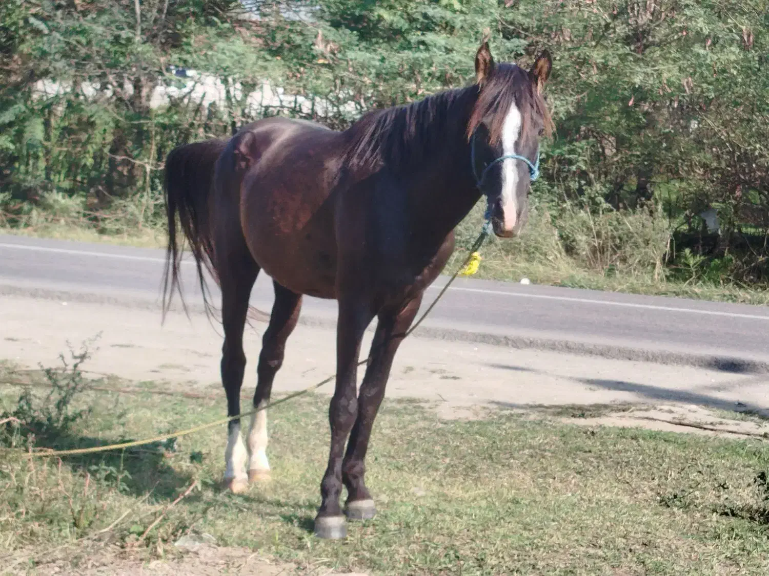 اسب نریان|اسب و تجهیزات اسبسواری|فومن, |دیوار