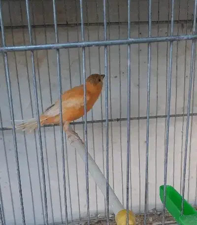 قناری ماده جوان|پرنده|داراب, |دیوار