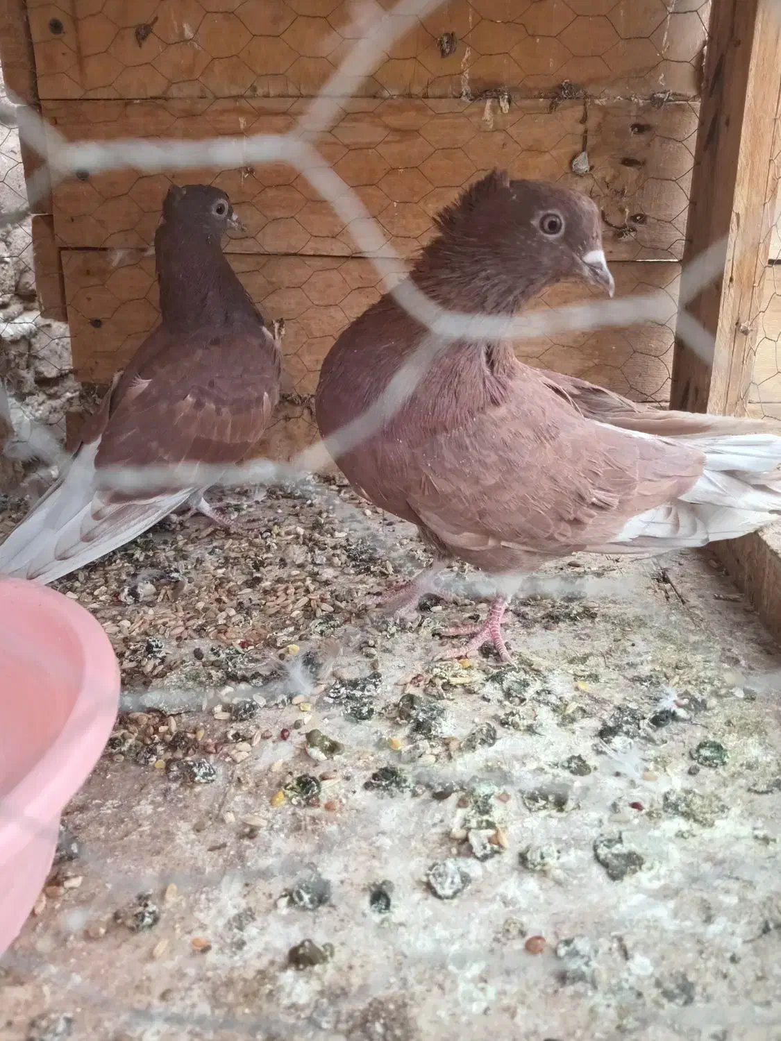 کفتر پرشی میخای بیا|پرنده|کاشان, طاهرآباد|دیوار