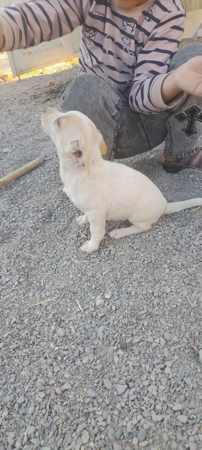 سگ پاکوتاه|سگ|قائن, |دیوار