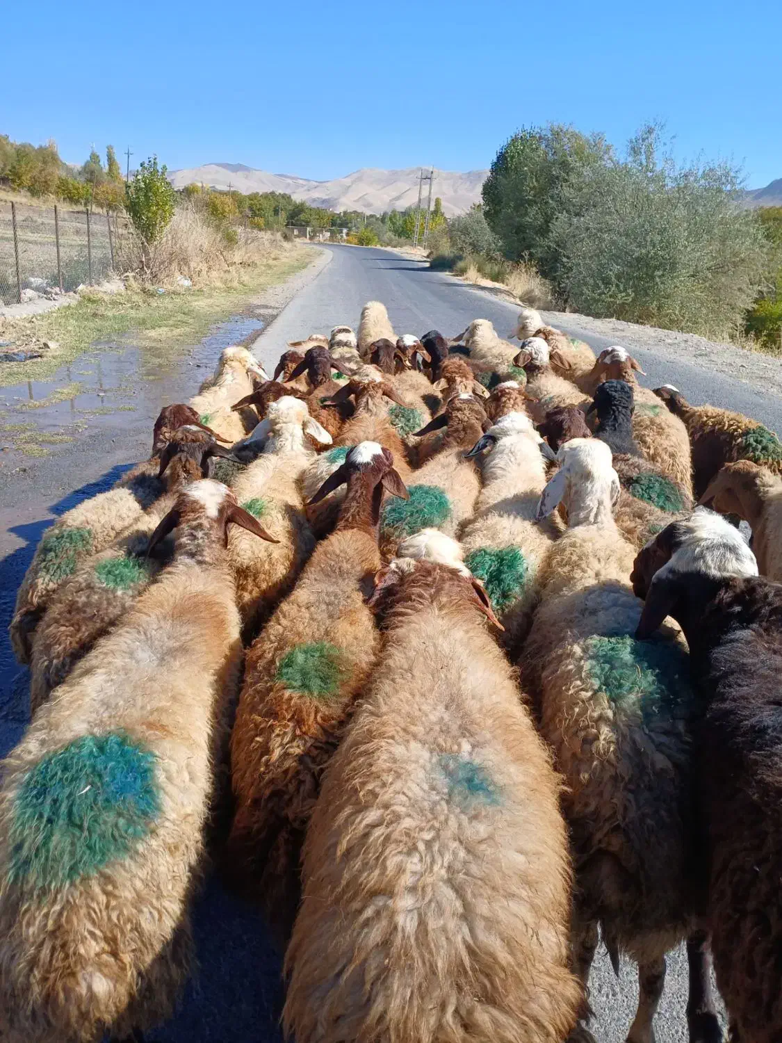 ۳۵تا گوسفند جوان ابستن سنگین|حیوانات مزرعه|سنندج, |دیوار