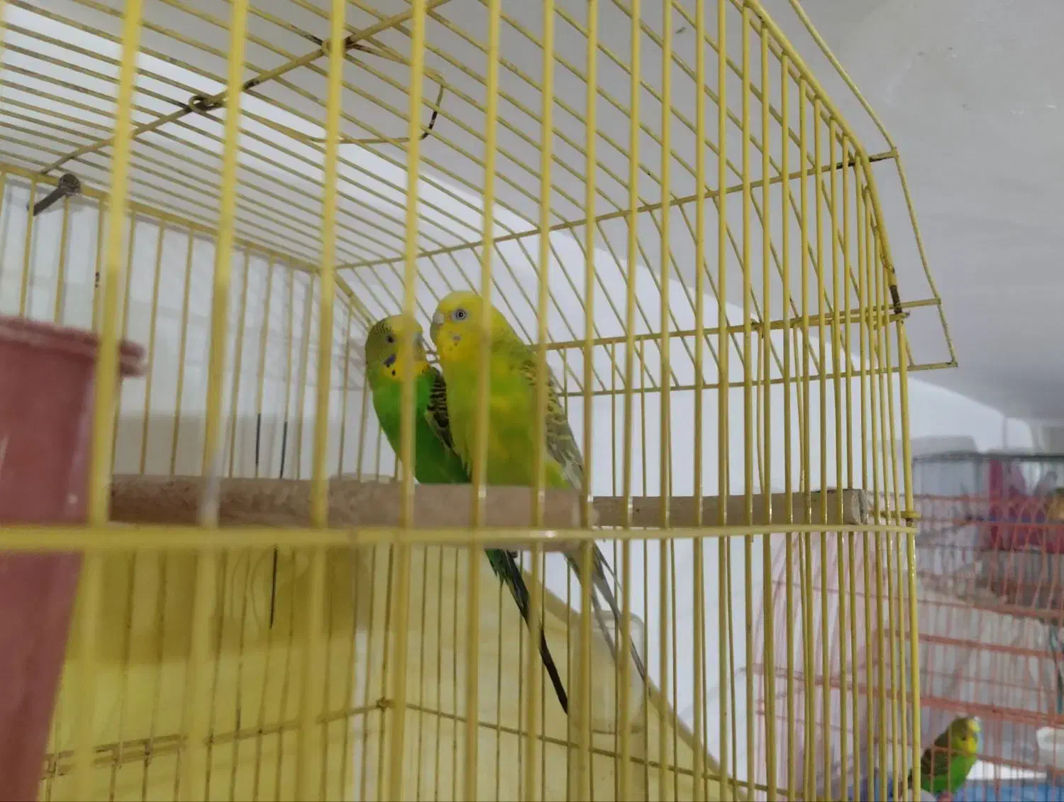 مرغ عشق|پرنده|بافق, |دیوار