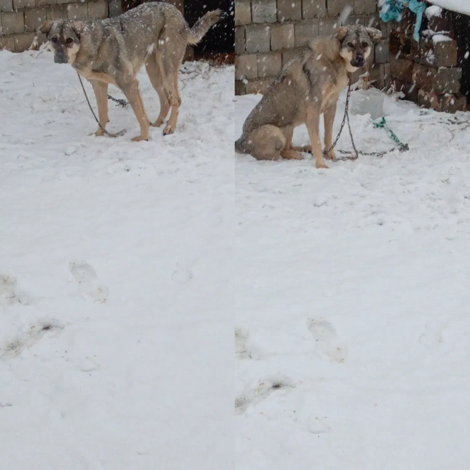 سگ پژدر ماده|سگ|سقز, |دیوار