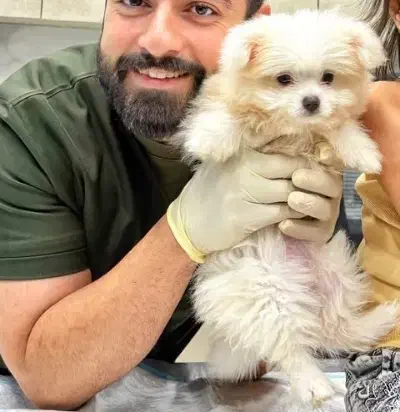 سگ پامر|سگ|رشت, کوی قدس|دیوار